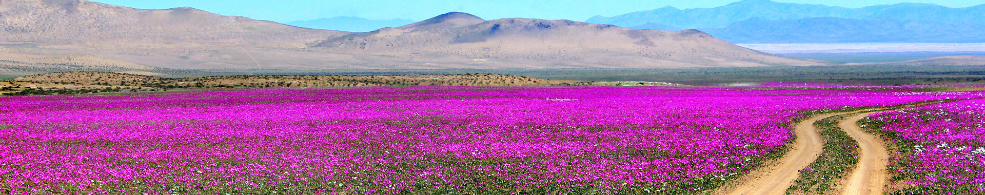 Chile - Atacama - Paquetes - Colores